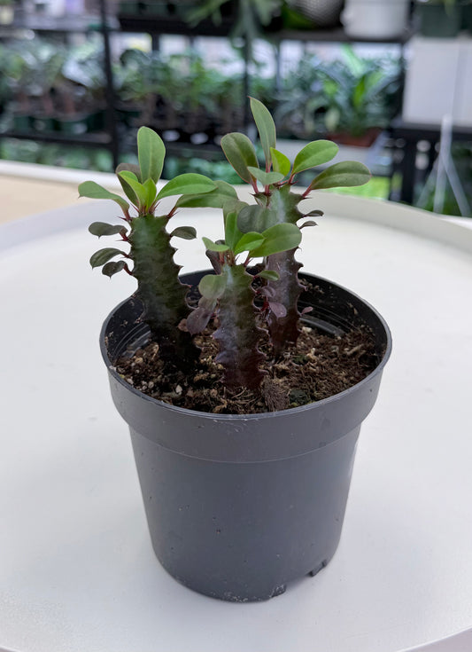 Euphorbia trigona ‘Rubra’ 4”