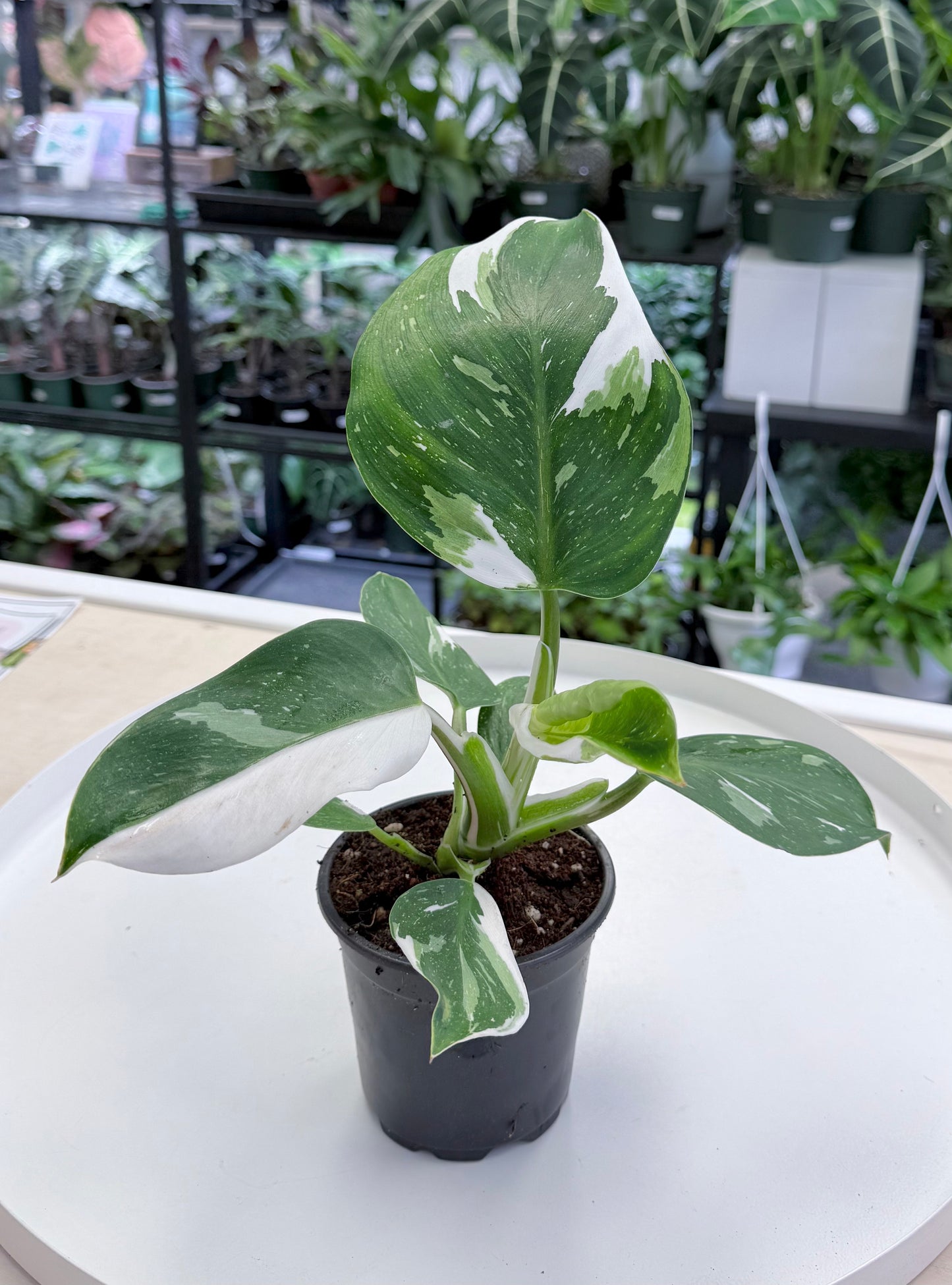 Philodendron ‘White Wizard’ 4”