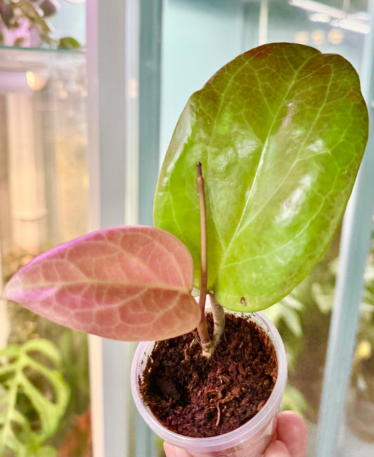 Hoya surigaoensis