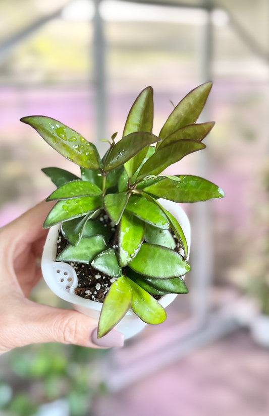 Hoya ‘Rosita’ 3” Self-Watering Pot