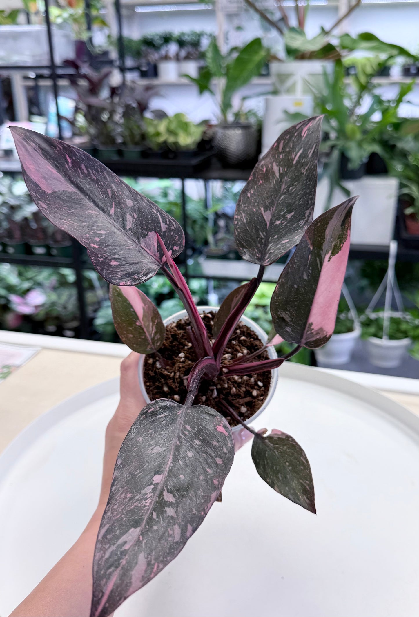 Philodendron ‘Pink Princess Marble Galaxy’