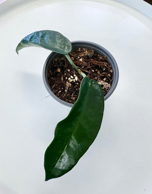 Hoya ‘Seanie’ 4”