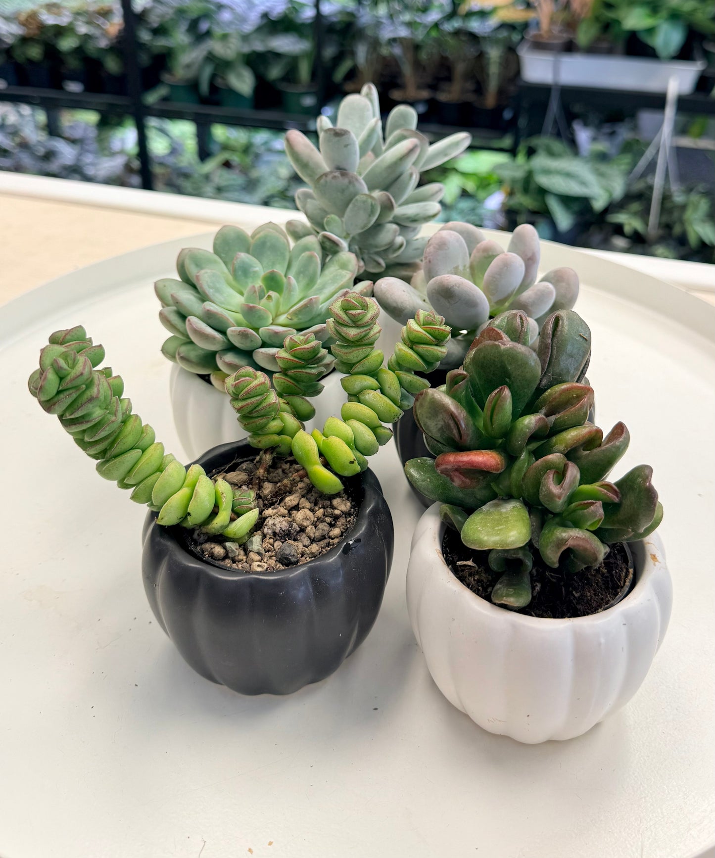 Succulents Assorted