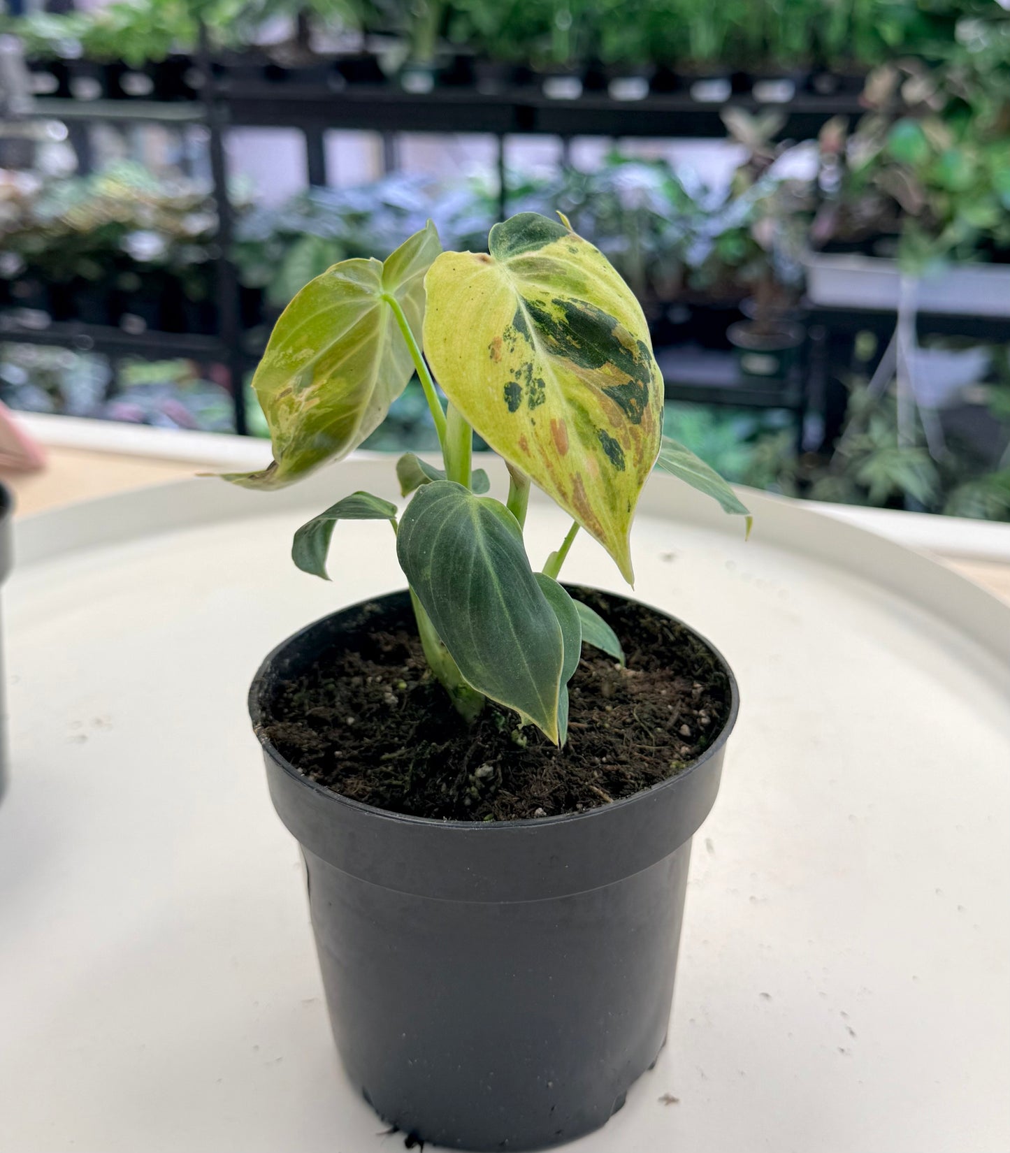 Philodendron melanochrysum Variegated 4”