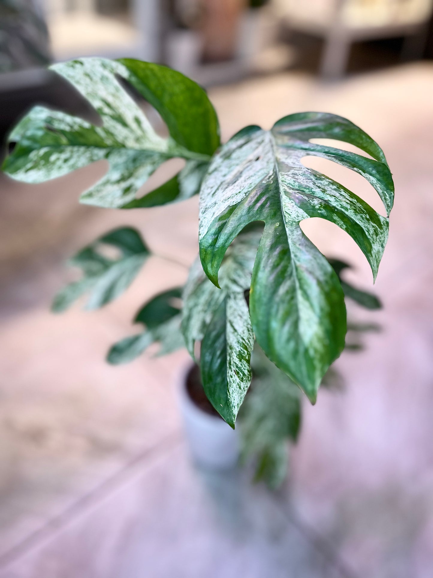 XL Epipremnum pinnatum 'Marble' | No Ship