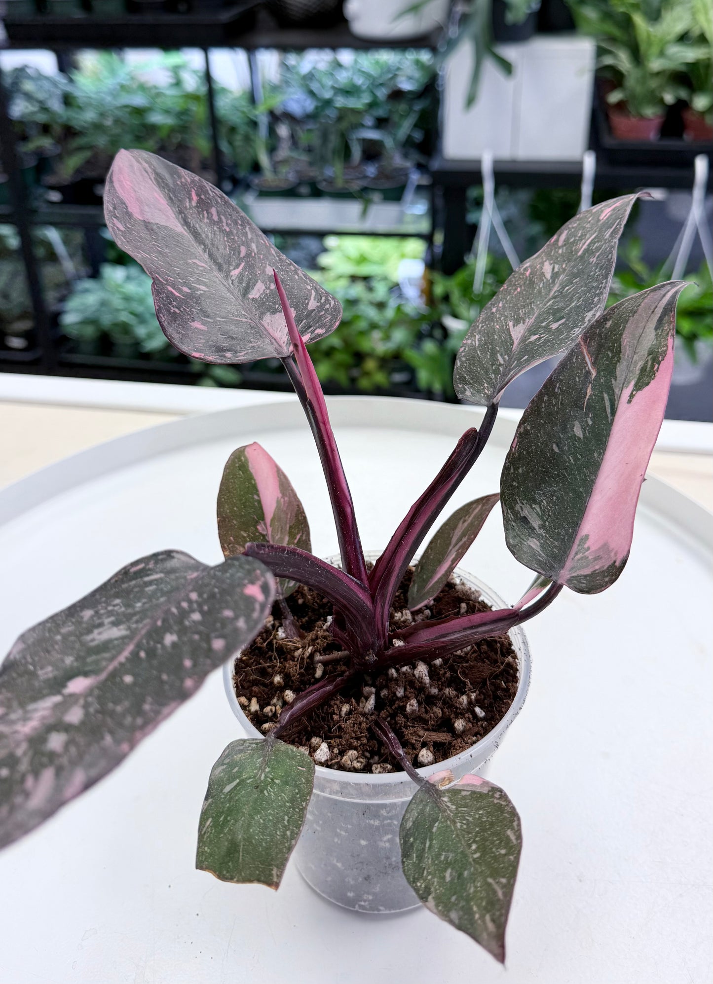 Philodendron ‘Pink Princess Marble Galaxy’