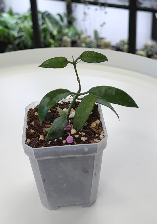 Hoya lacunosa ‘Mr. Tent’ EPC 329