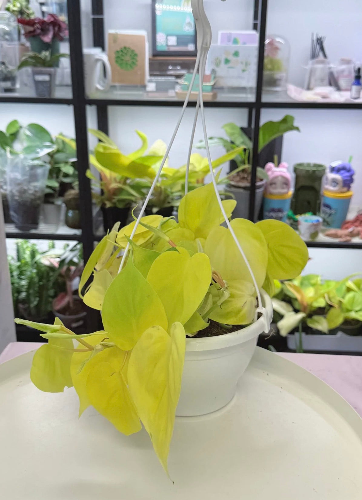 Philodendron hederaceum ‘Lemon Lime’