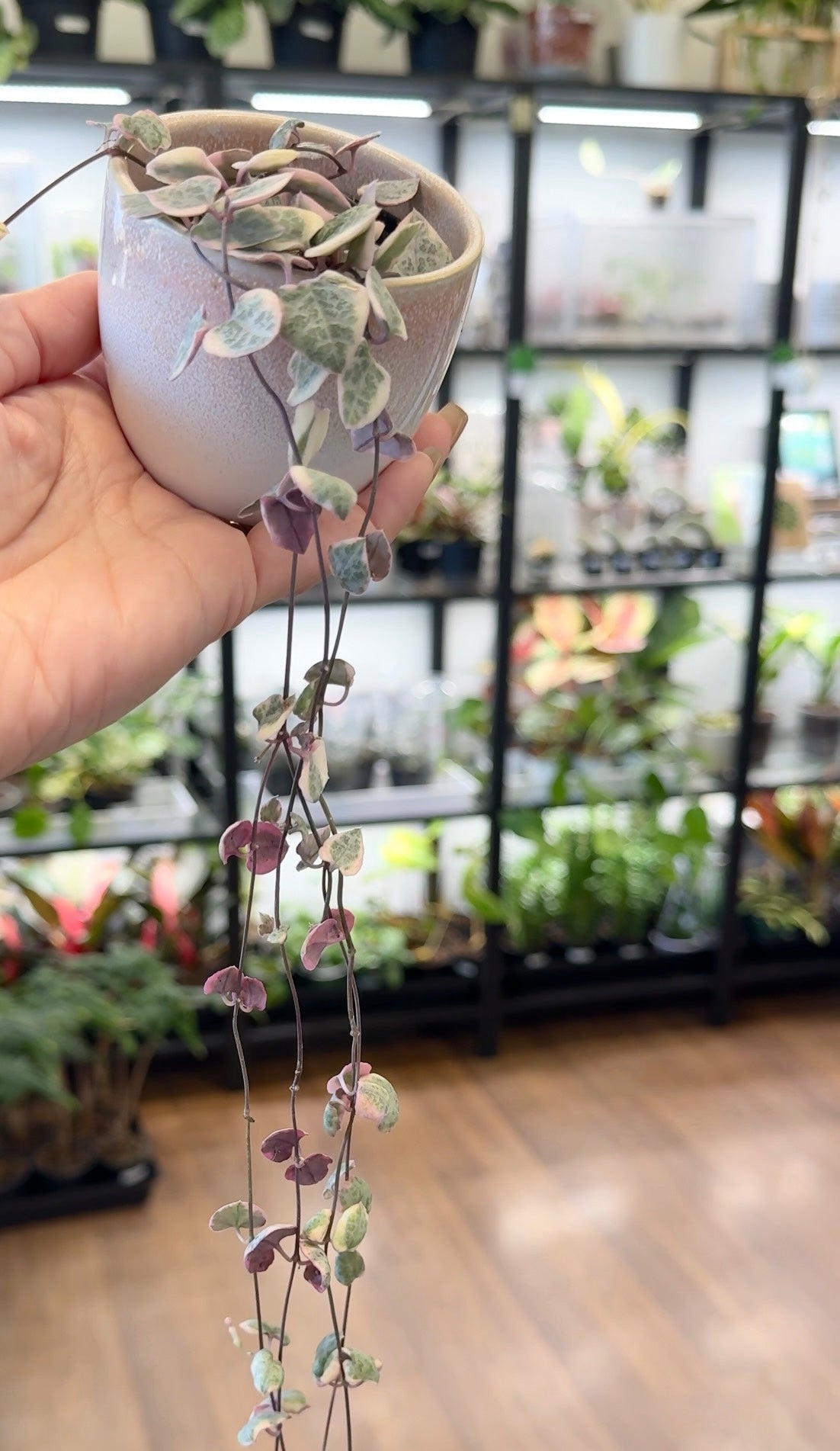 Ceropegia woodii ‘String of Hearts’ Variegated