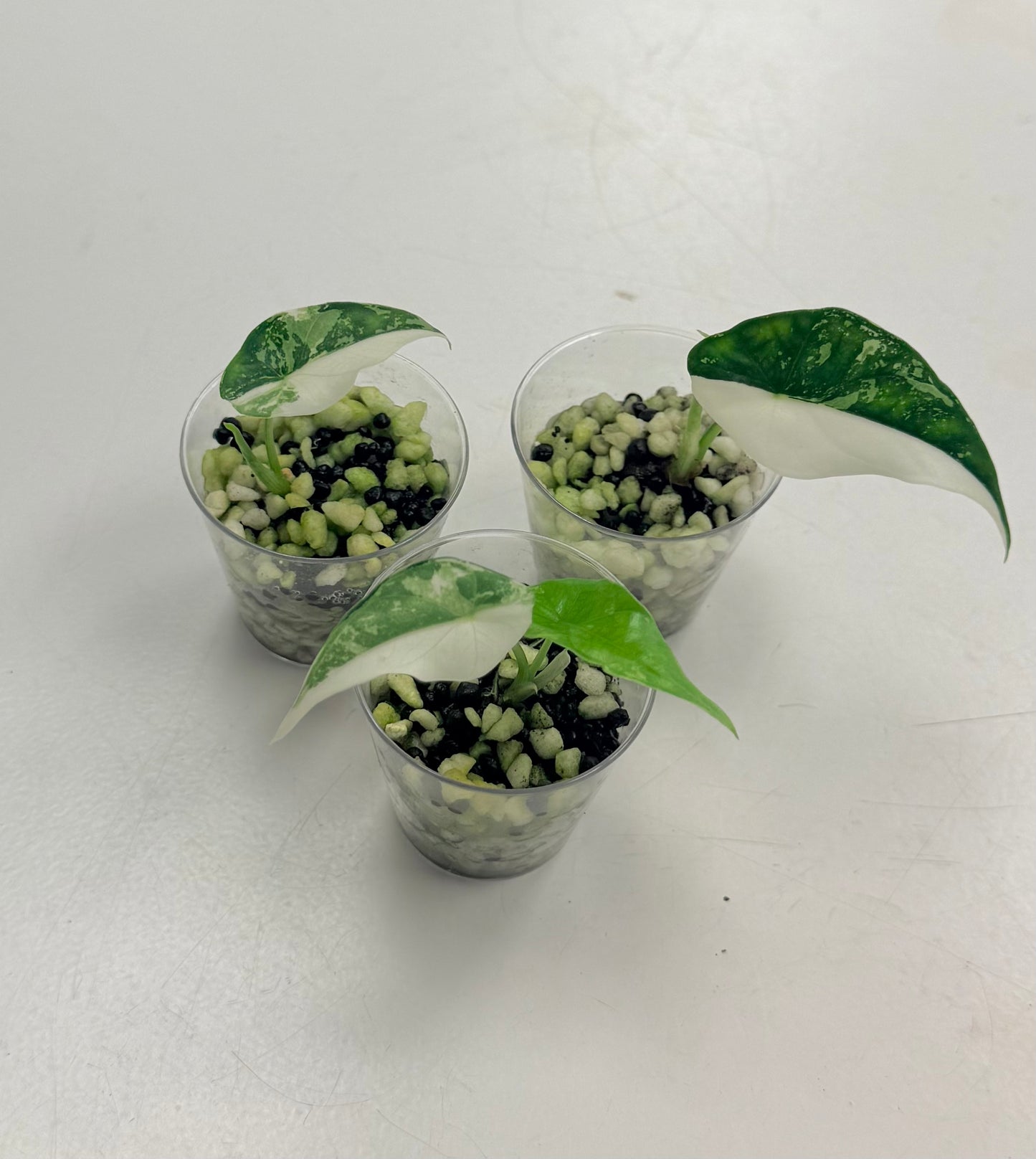Starter Plant | Alocasia 'Simpo' Albo