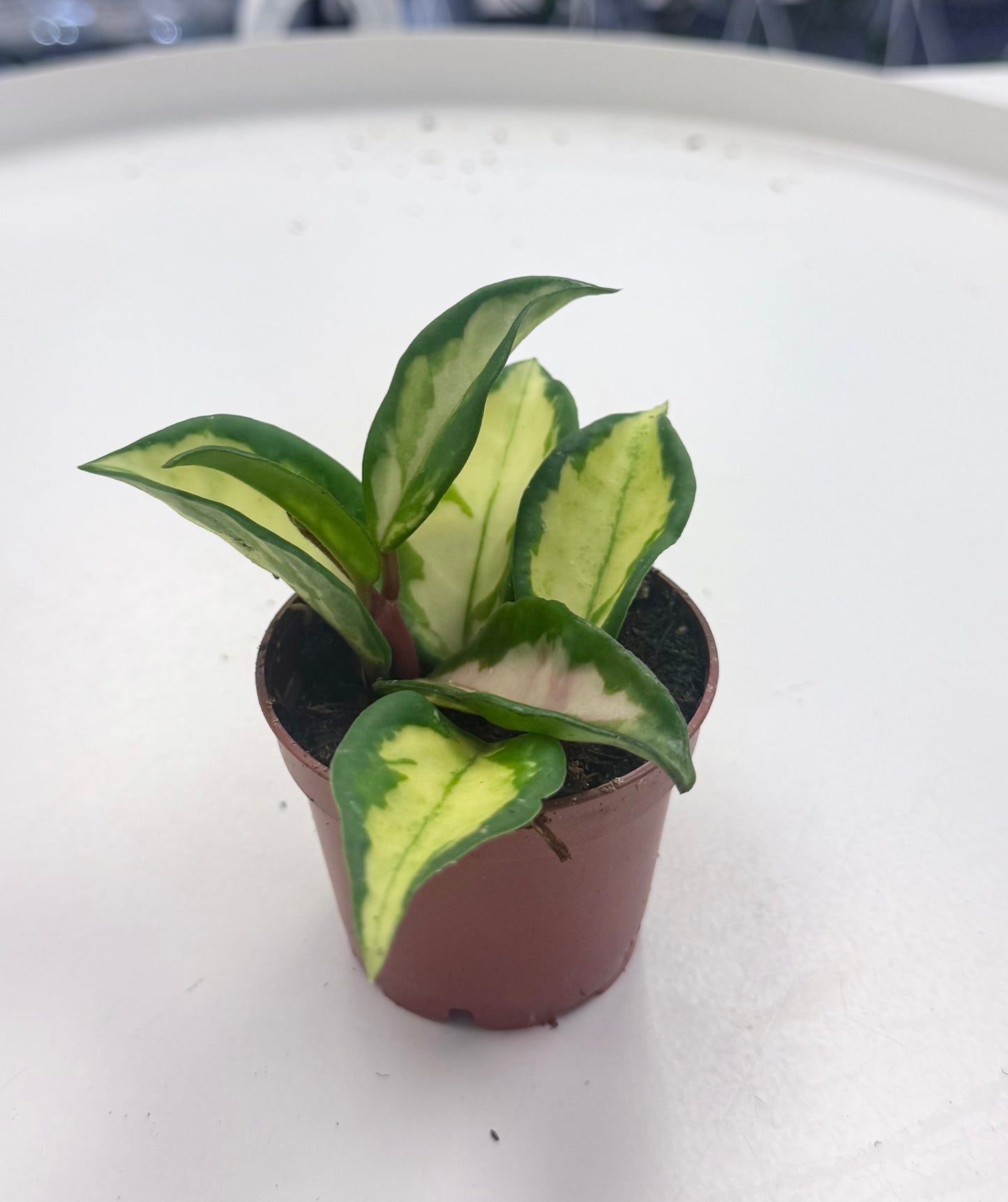 Hoya carnosa 'Tricolor' | Inner Variegated