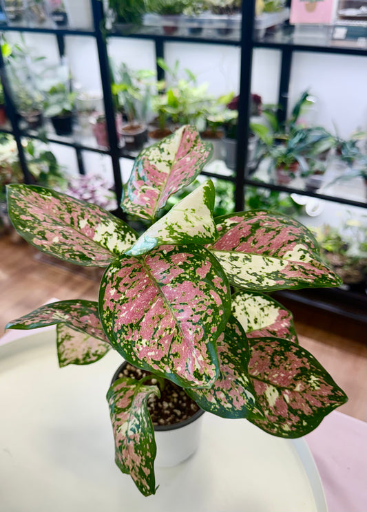 Aglaonema ‘Anyamanee - Tricolor’