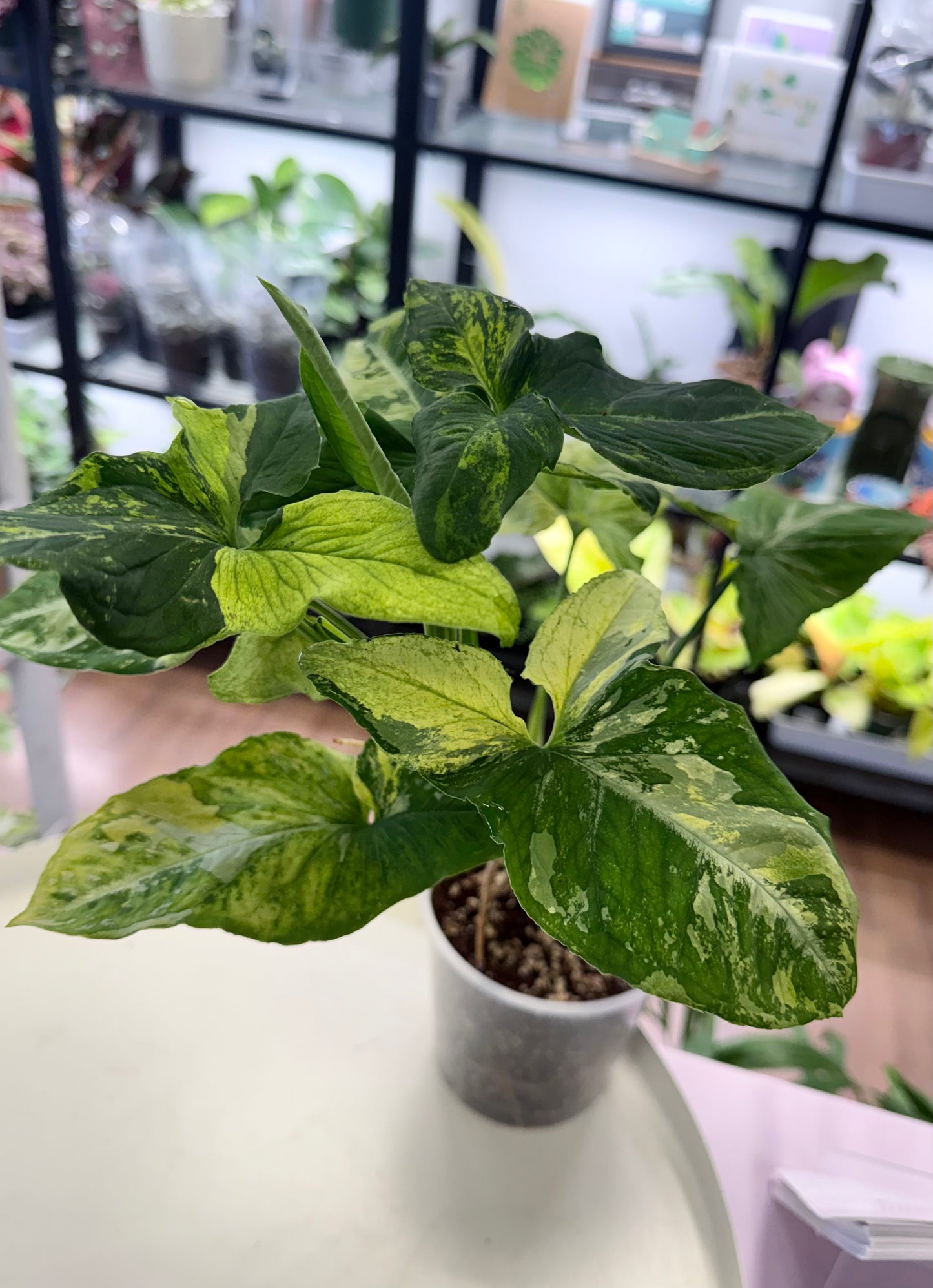 Syngonium 'Scrambled Eggs' | Full Plant