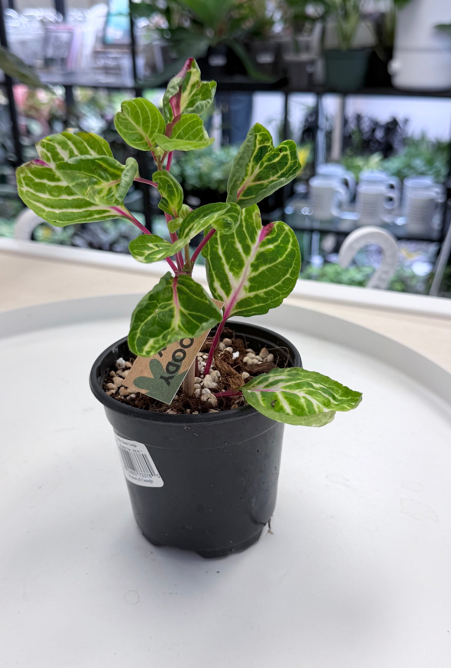 Iresine herbstii | Bloody Mary Plant 4”