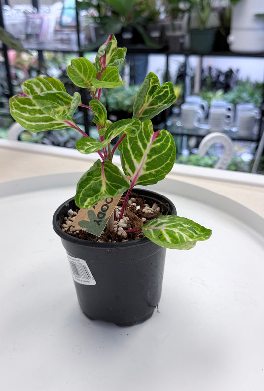 Iresine herbstii | Bloody Mary Plant 4”