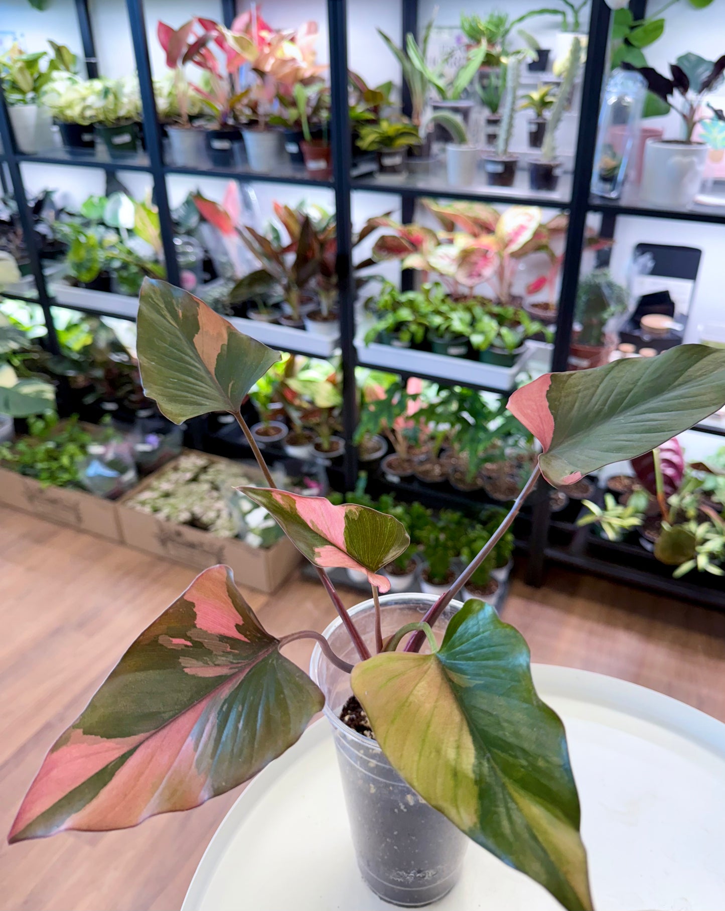 Homalomena ‘Pink Diamond’