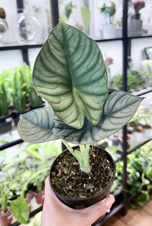 Alocasia nebula ‘Imperialis’ 4”