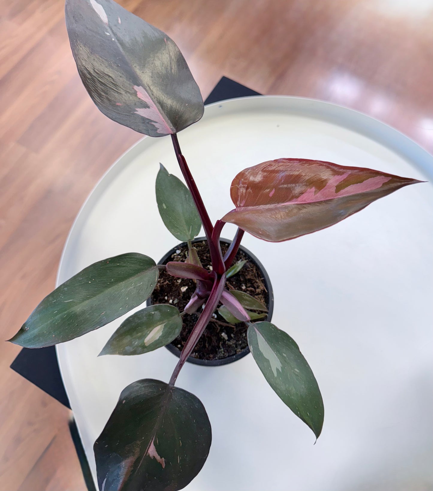 Philodendron ‘Pink Princess’ 4”