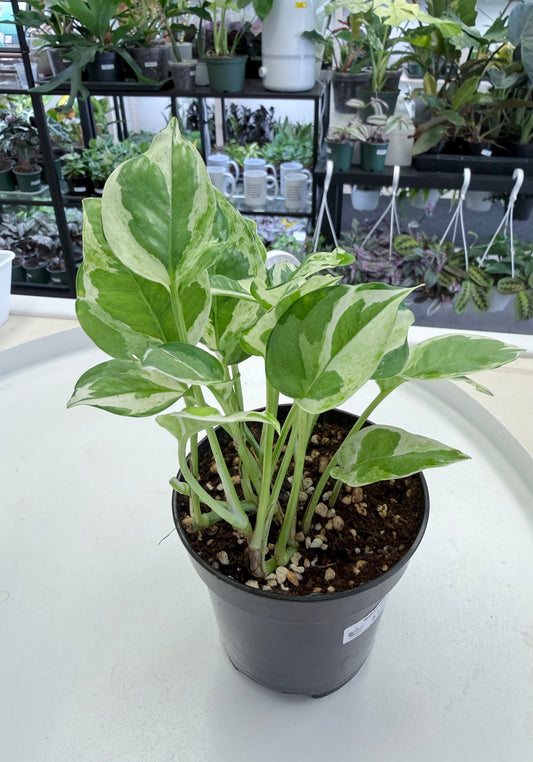 Epipremnum aureum ‘Glacier’ 4”