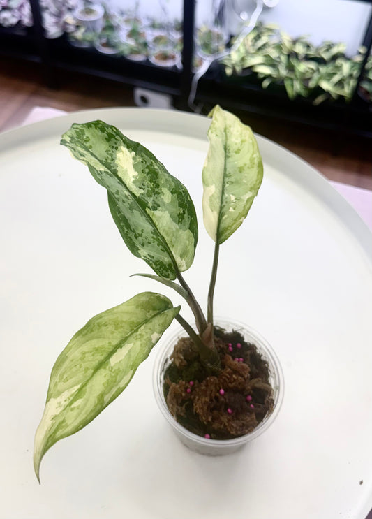 Aglaonema commutatum Variegated 'Manila Pride’