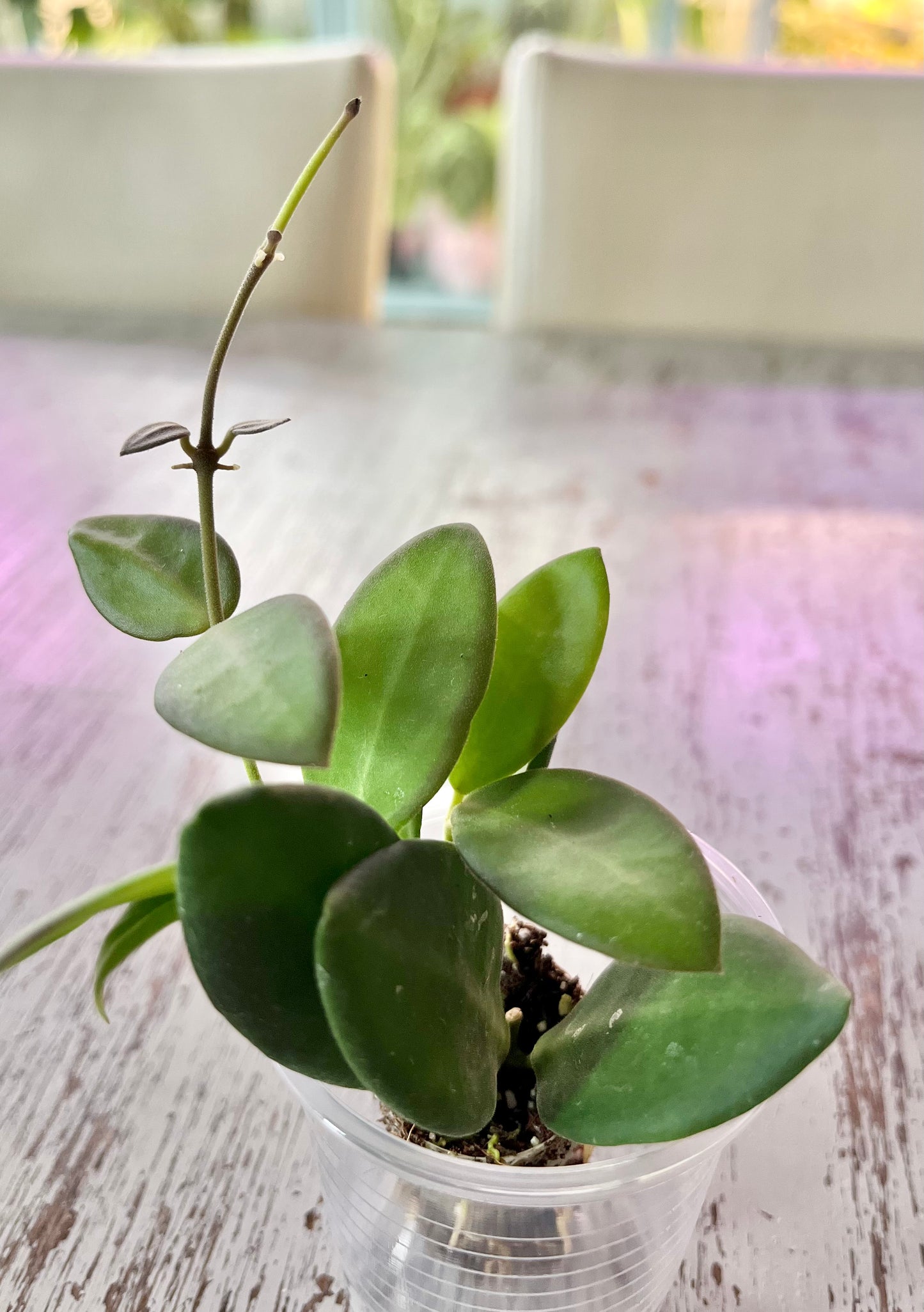 Hoya sp. aff. burtoniae (in plugs)