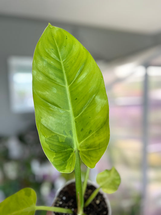 Philodendron Ruaysap (Marble)