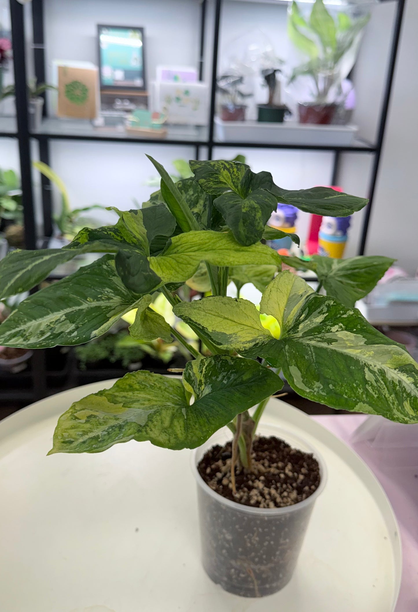 Syngonium 'Scrambled Eggs' | Full Plant
