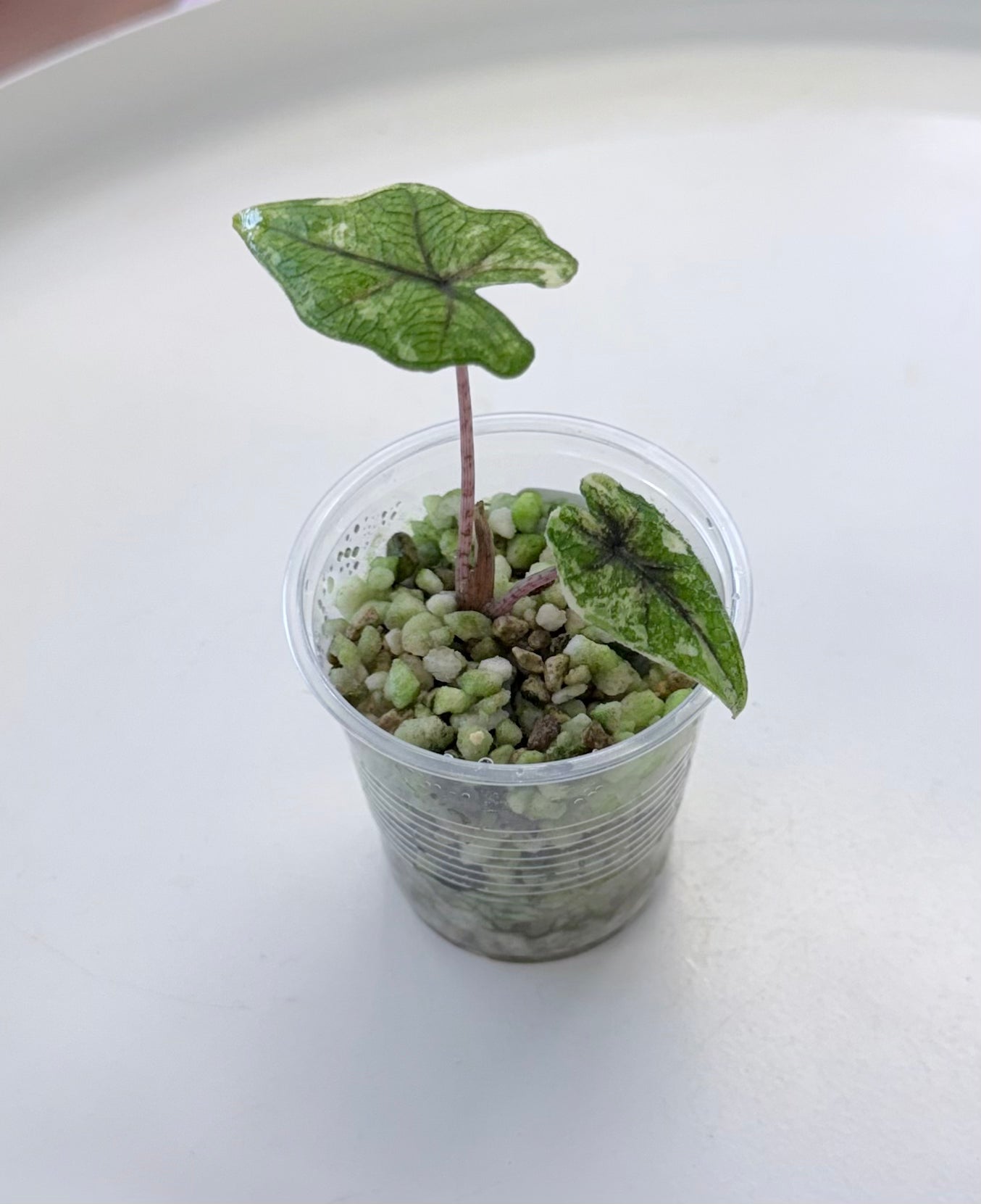 Alocasia tandurusa | Jacklyn Aurea 2”