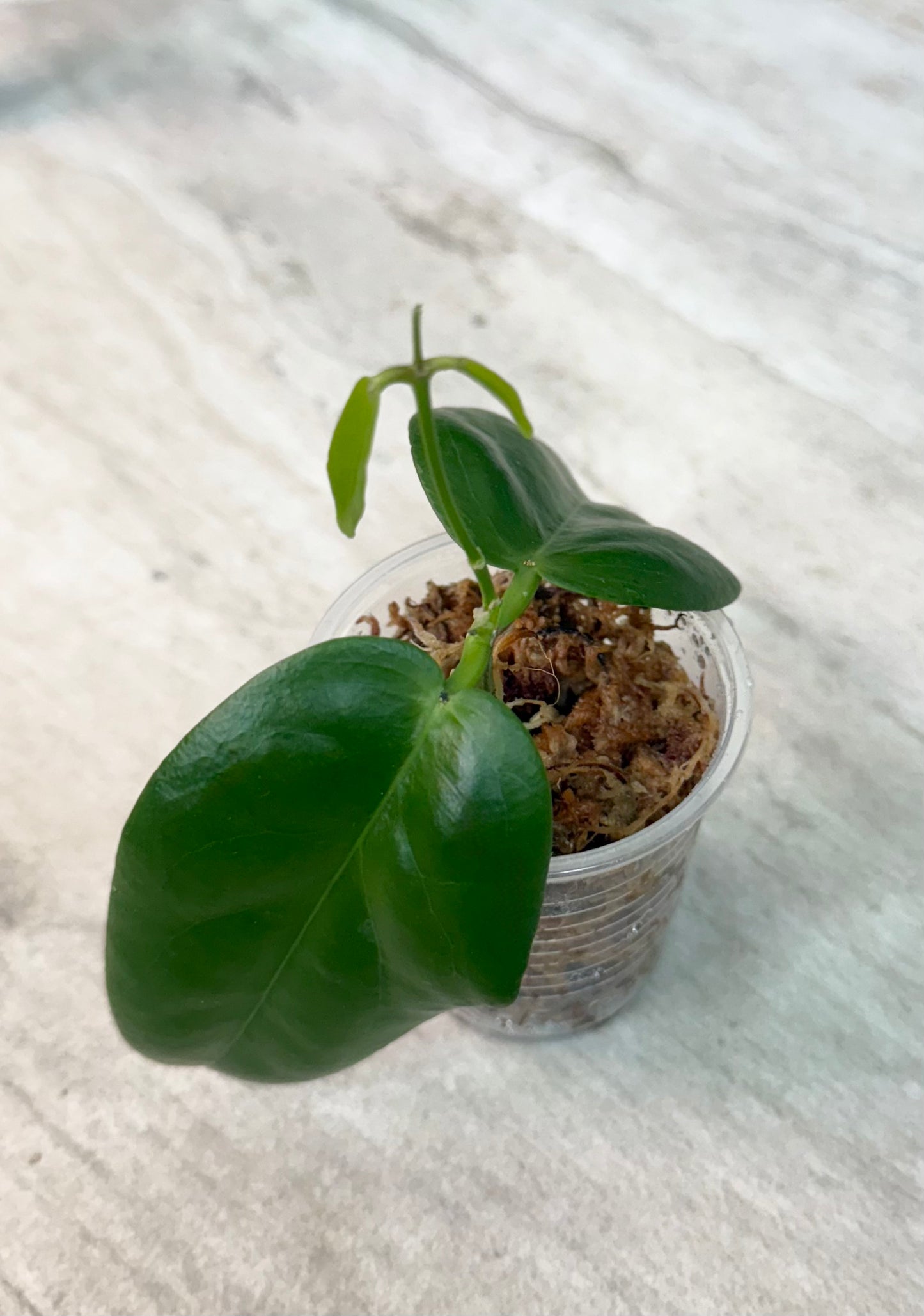 Hoya sp. PNG SV422