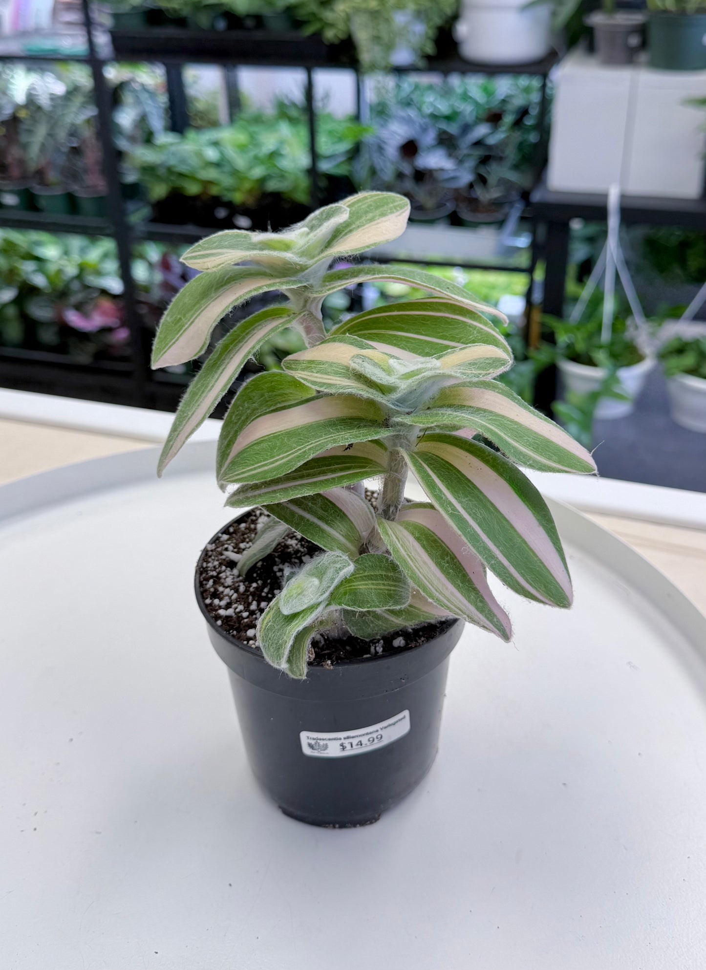 Tradescantia sillamontana Variegated 4”