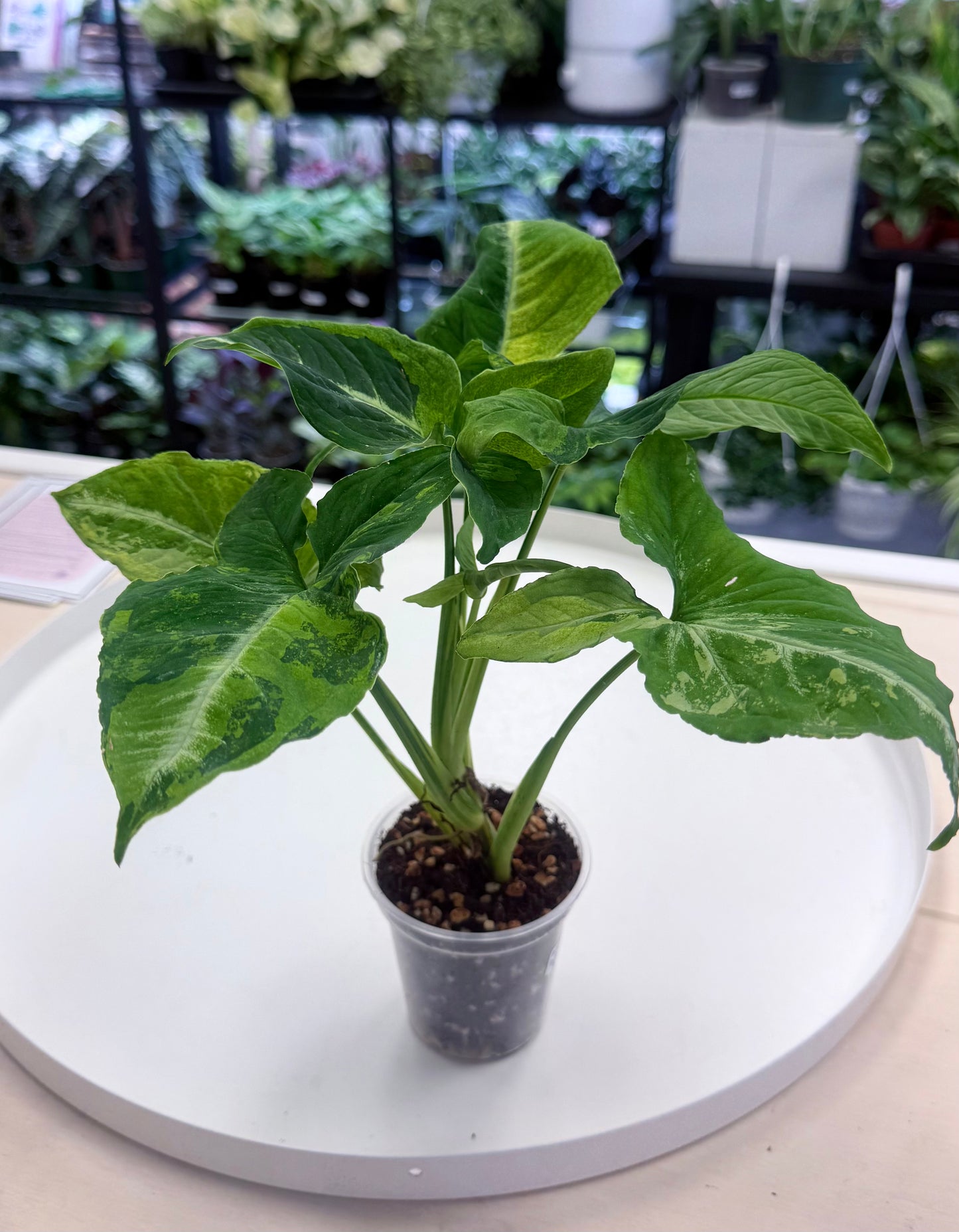 Syngonium 'Scrambled Eggs' | Full Plant