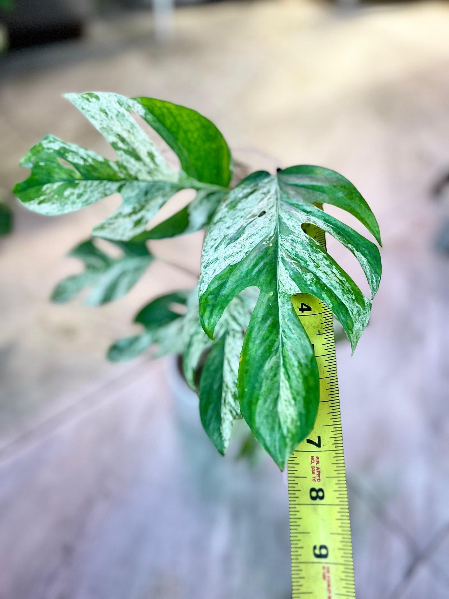 XL Epipremnum pinnatum 'Marble' | No Ship