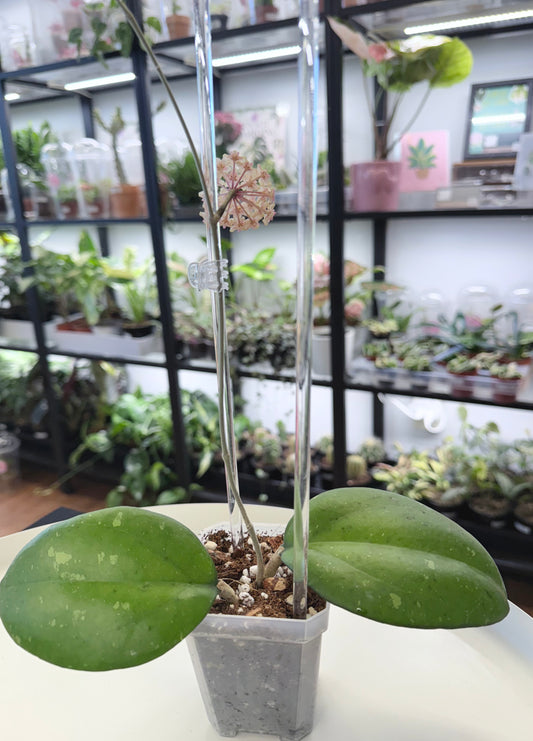 Hoya fuscomarginata