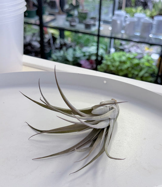 Air Plants | Tillandsia capitata Peach