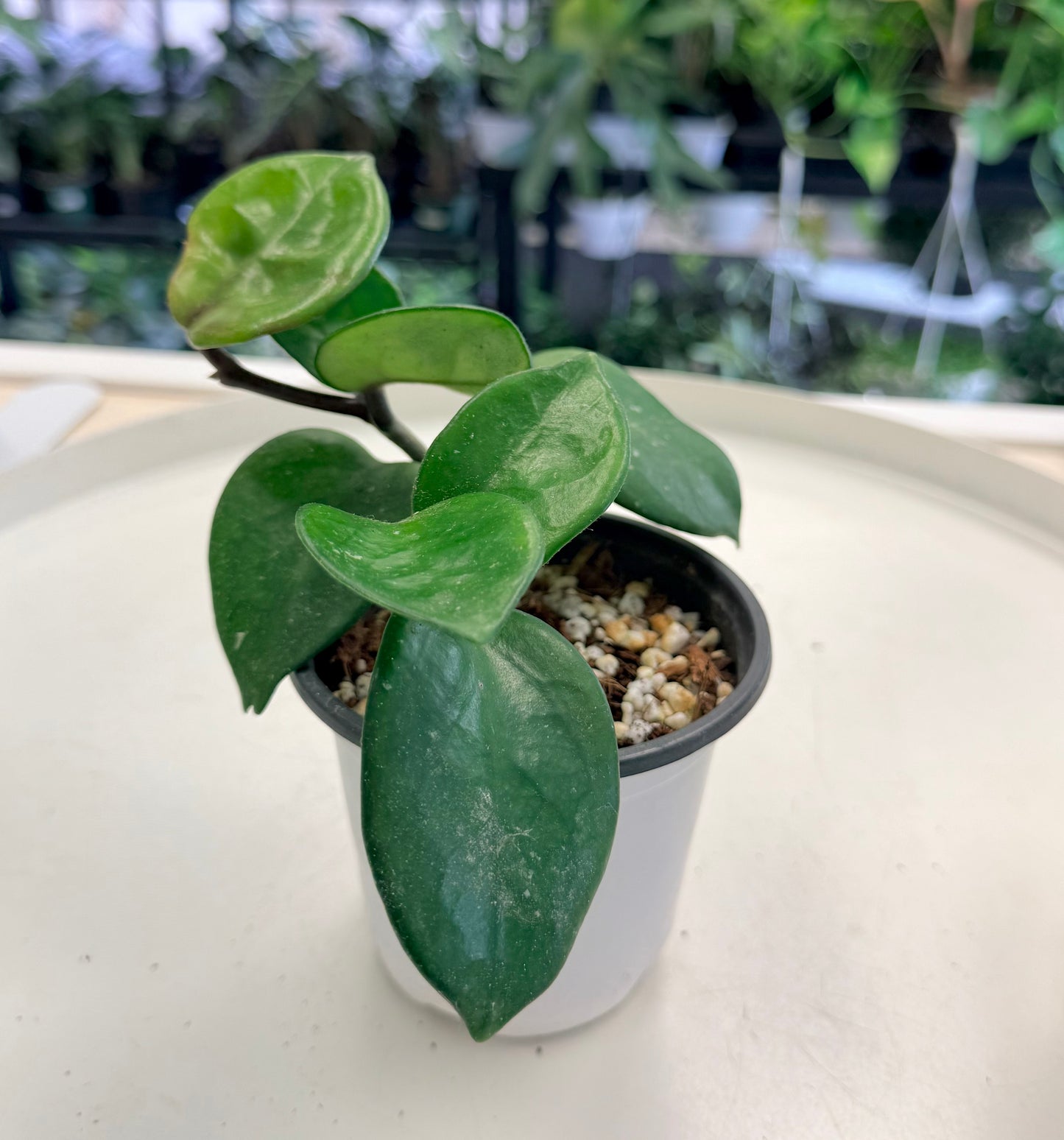 Hoya carnosa ‘Krinkle 8’ (Large Leaf)