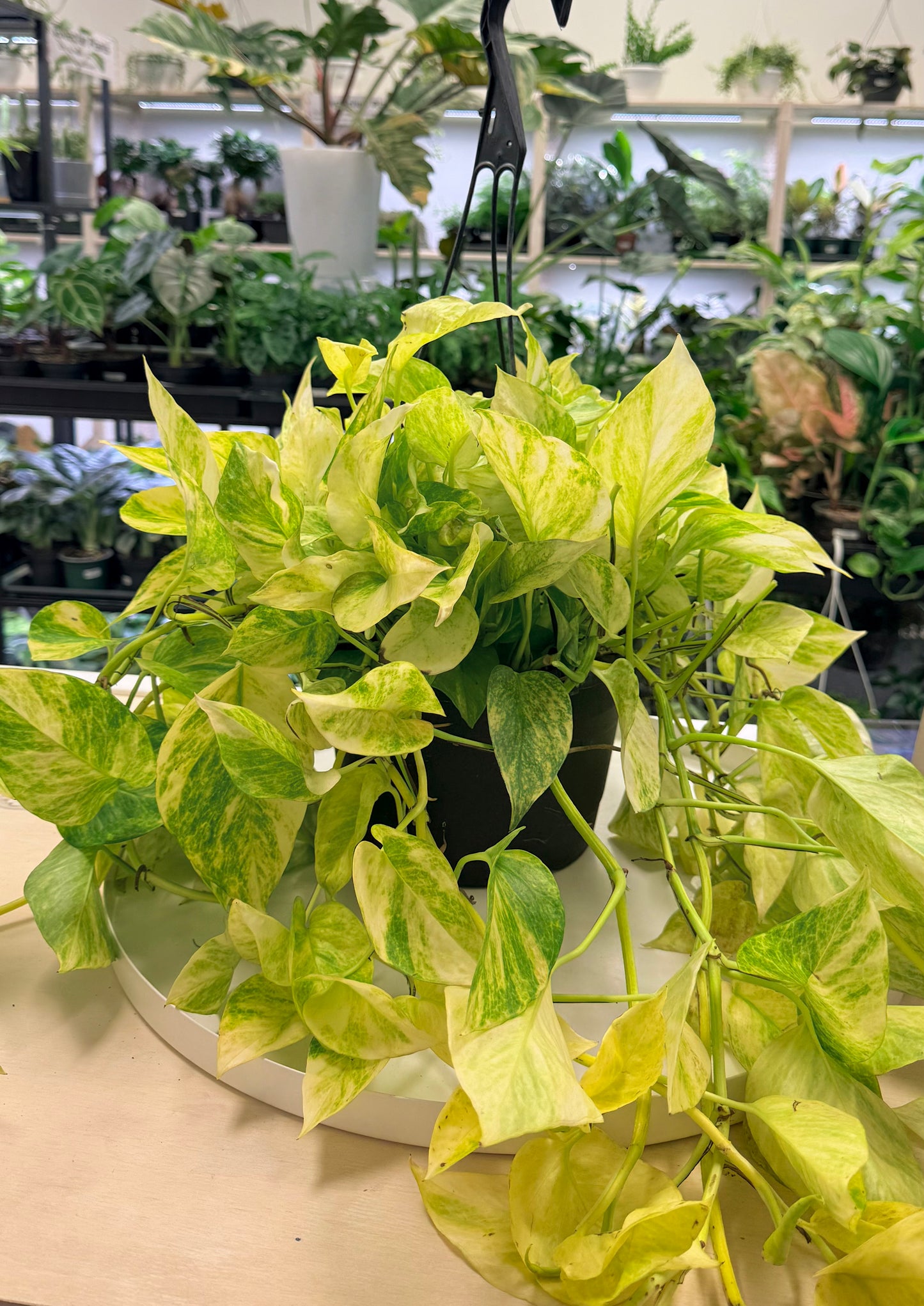 Neon Queen Pothos | Epipremnum aureum 'Neon' x 'Marble Queen'