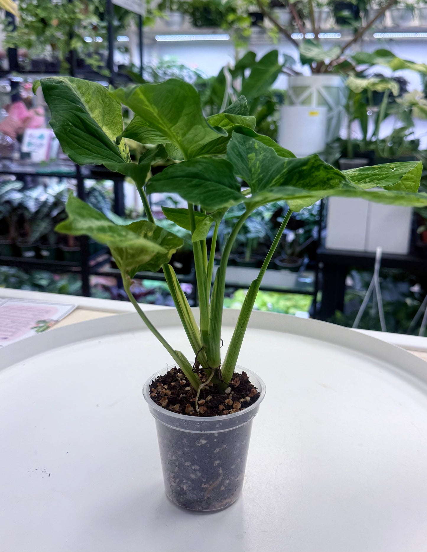 Syngonium 'Scrambled Eggs' | Full Plant