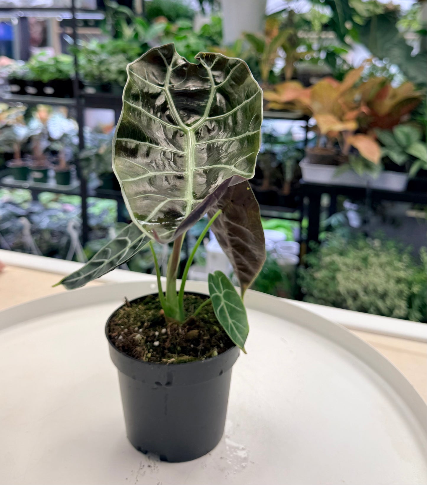 Alocasia watsoniana 4"
