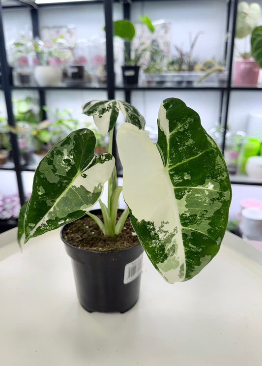 Alocasia frydek Variegated 4”