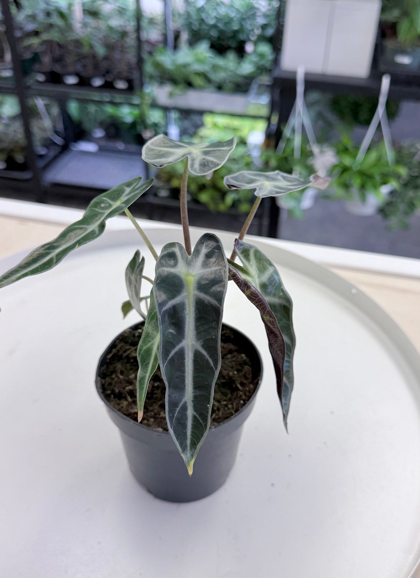 Alocasia amazonica 'Bambino' 4”