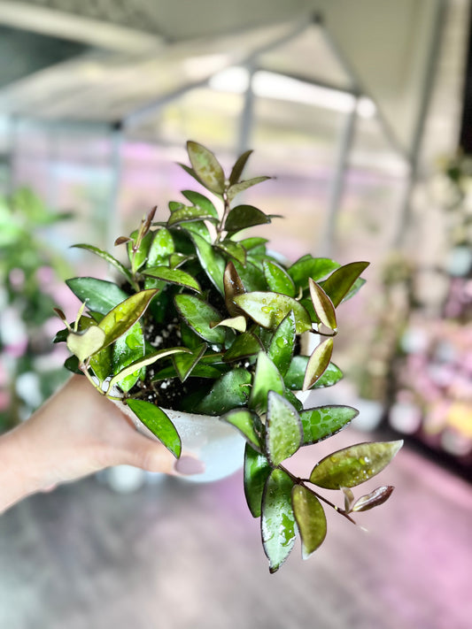 Hoya ‘Rosita’ 5” Self-Watering Pot