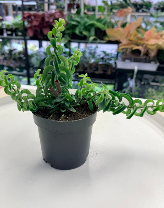 Aeschynanthus radicans 'Twister'