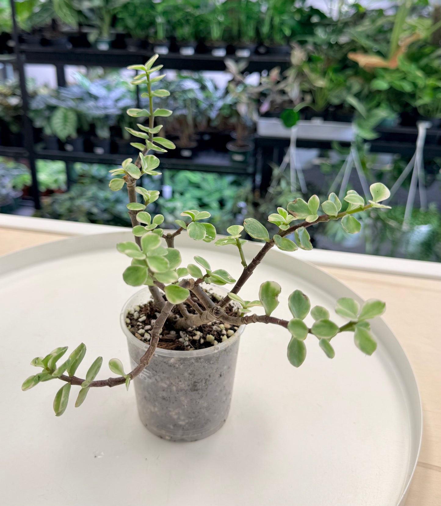 Pre-Bonsai | Portulacaria afra Variegated 3”