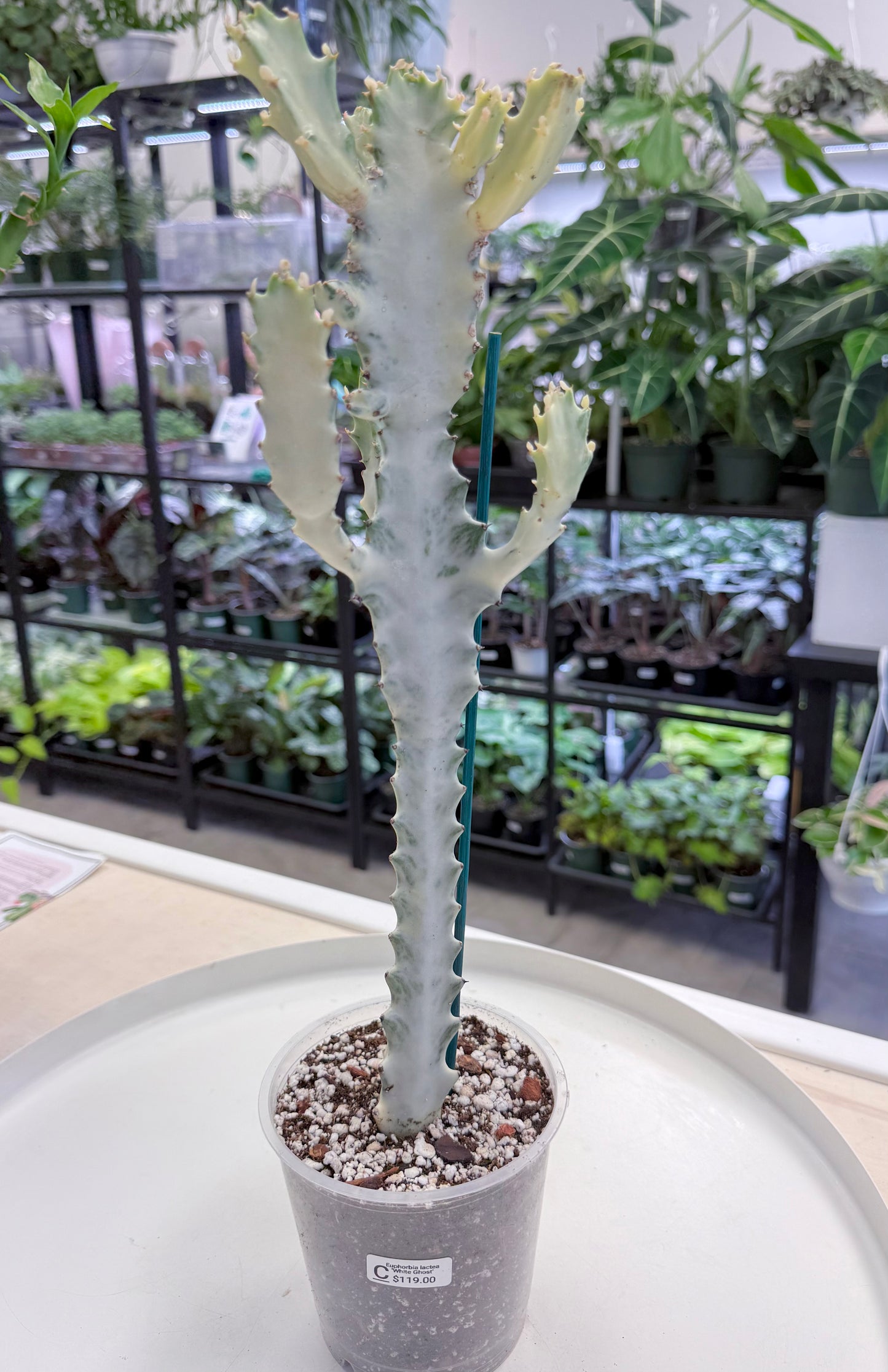 Euphorbia lactea ‘White Ghost’ |Large 15-18”