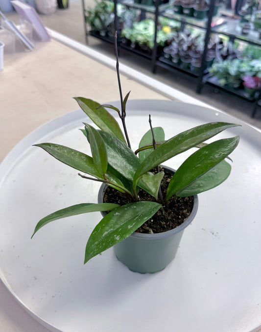 Hoya pubicalyx 4”