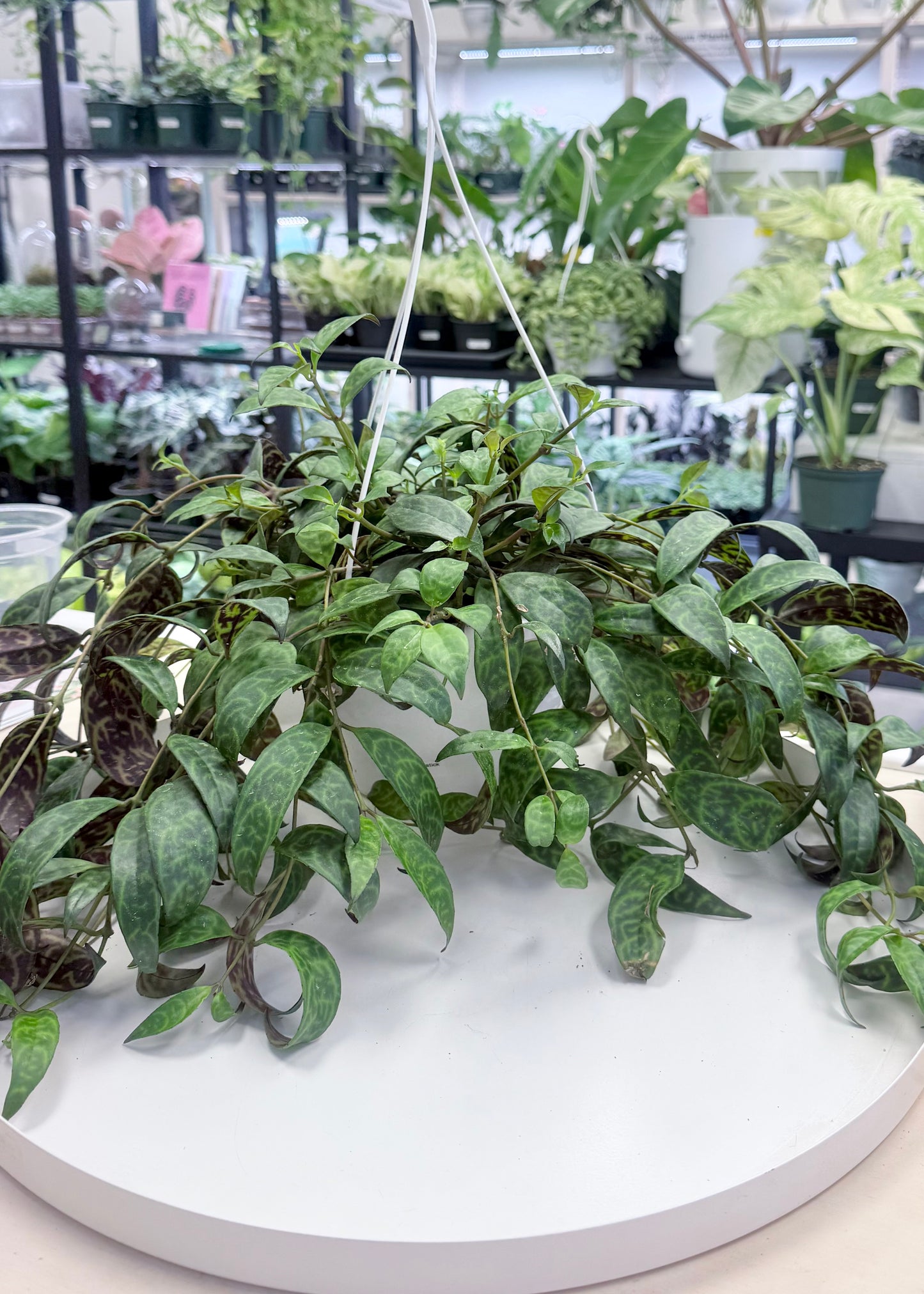 Aeschynanthus longicaulis | Black Pagoda Lipstick