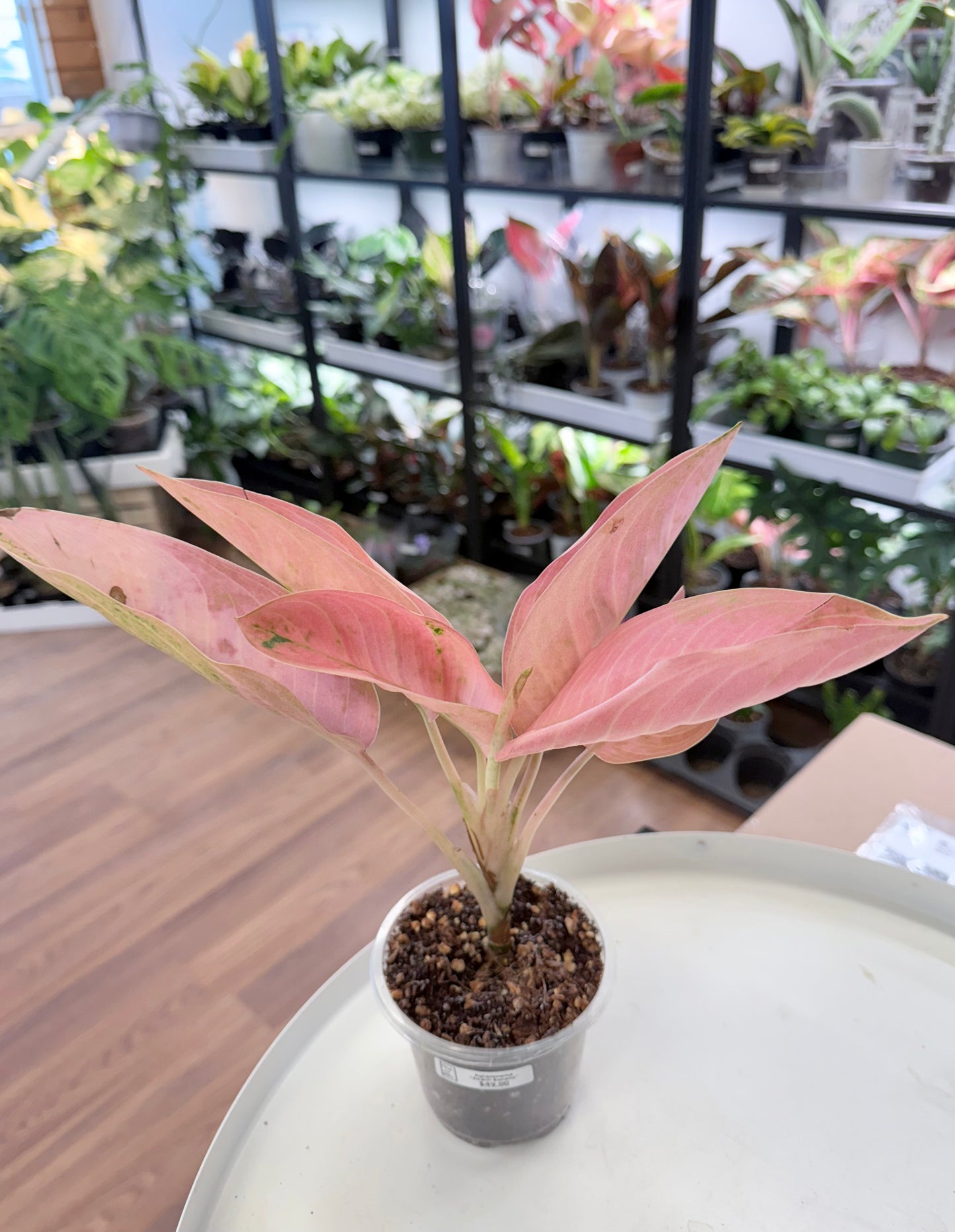 Aglaonema ‘Peach Banana’ | Med