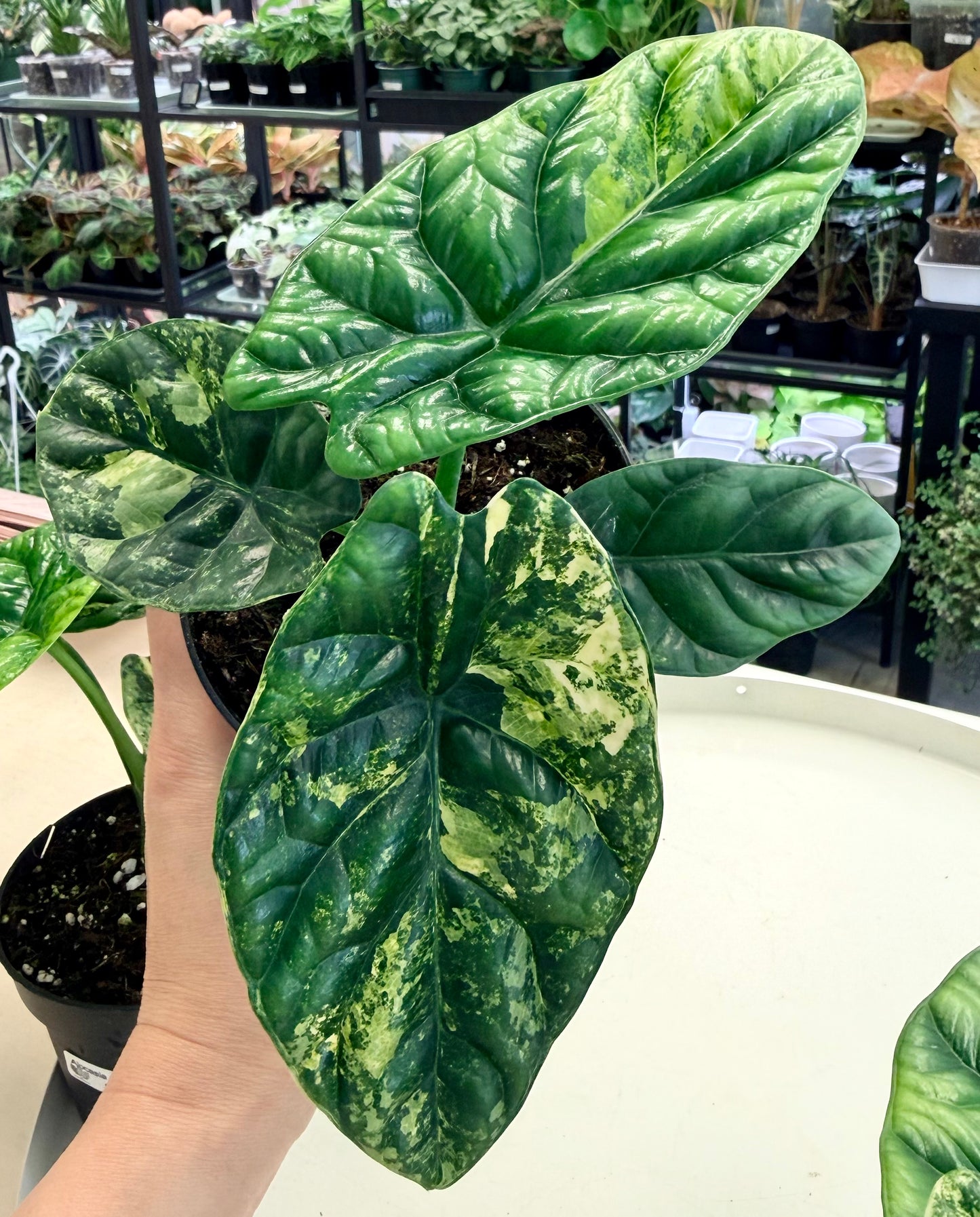 Alocasia sinuata Aurea 4"
