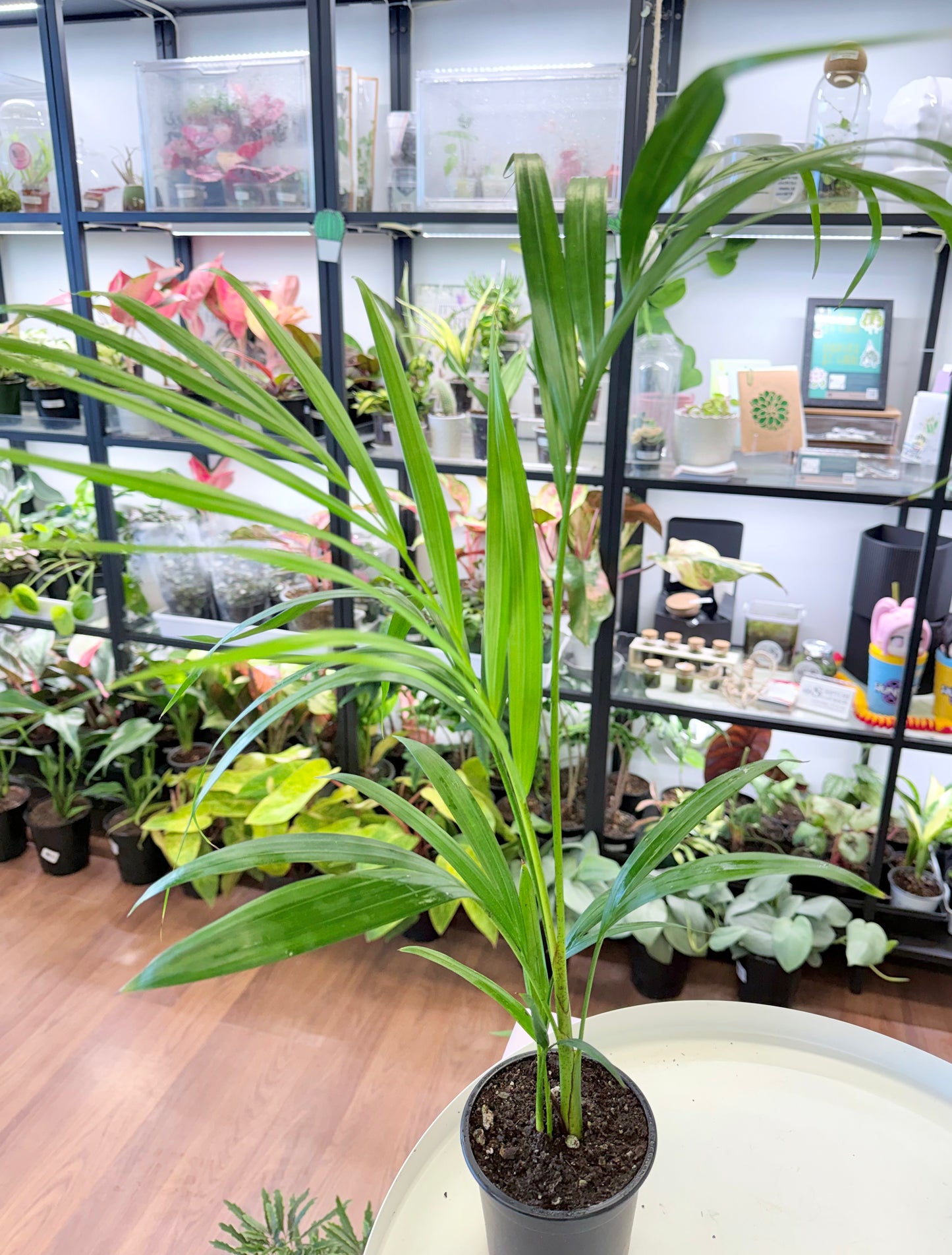 Areca Palm | Chrysalidocarpus lutescens 4” (No Ship)