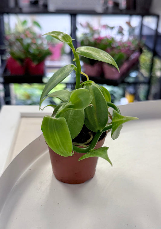 Vanilla planifolia Variegated |Vanilla Orchid 2”